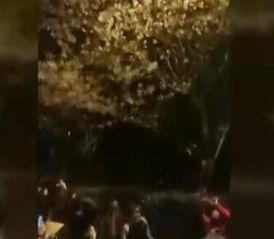 武汉樱花爆料视频,校园美景如画，视频记录浪漫瞬间