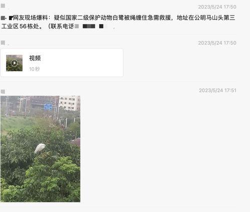 深圳新闻爆料官网最新版,聚焦热点，解码城市脉搏
