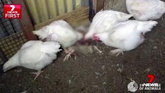 深圳新闻可以爆料养鸡,揭秘养鸡业的绿色革命与科技创新