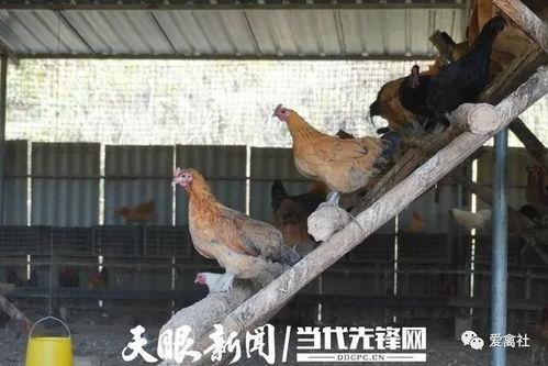 深圳新闻可以爆料养鸡,揭秘养鸡业的绿色革命与科技创新