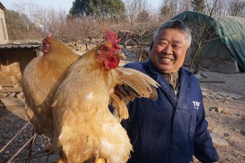 深圳新闻可以爆料养鸡,揭秘养鸡业的绿色革命与科技创新