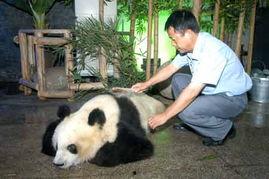 关于熊猫爆料的新闻