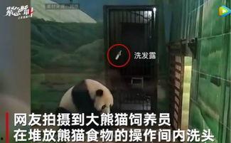 关于熊猫爆料的新闻