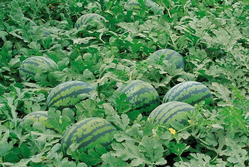 界首网红吃瓜视频大全,趣味横生，笑料百出