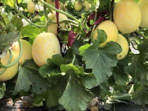 界首网红吃瓜视频大全,趣味横生，笑料百出