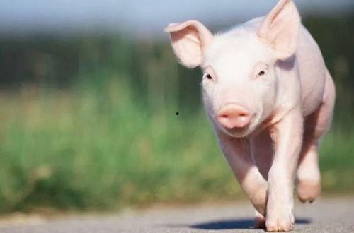 继续飞的猪爆料视频,揭秘继续飞猪的神奇飞行之旅