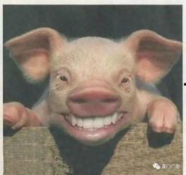 继续飞的猪爆料视频,揭秘继续飞猪的神奇飞行之旅