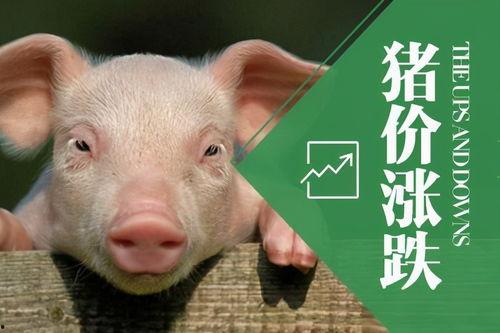 继续飞的猪爆料视频,揭秘继续飞猪的神奇飞行之旅