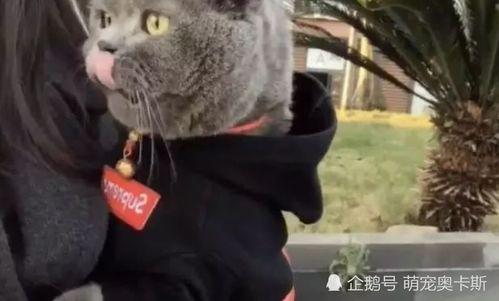 热点爆料蓝猫视频下载免费,揭秘热门爆料背后的下载攻略