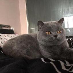 热点爆料蓝猫视频下载免费,揭秘热门爆料背后的下载攻略