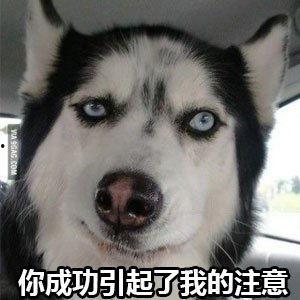 我叫红兜兜爆料二哈视频,二哈搞笑视频大放送