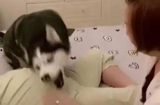 我叫红兜兜爆料二哈视频,二哈搞笑视频大放送