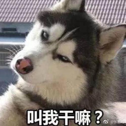 我叫红兜兜爆料二哈视频,二哈搞笑视频大放送