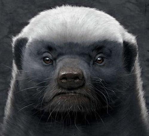 户外平头哥爆料新闻,揭秘户外运动圈那些不为人知的幕后故事