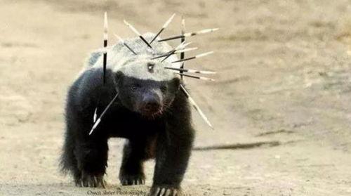 户外平头哥爆料新闻,揭秘户外运动圈那些不为人知的幕后故事