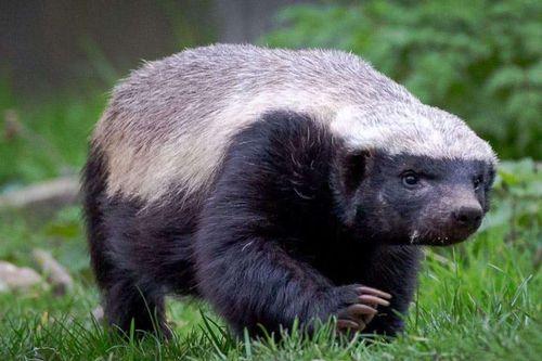 户外平头哥爆料新闻,揭秘户外运动圈那些不为人知的幕后故事