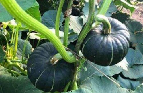 吃瓜原创网红是谁啊,网络红人的崛起之路