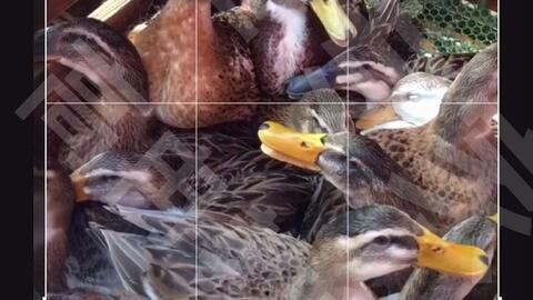 钓鱼人卷毛 爆料视频下载,揭秘钓鱼技巧与幕后故事