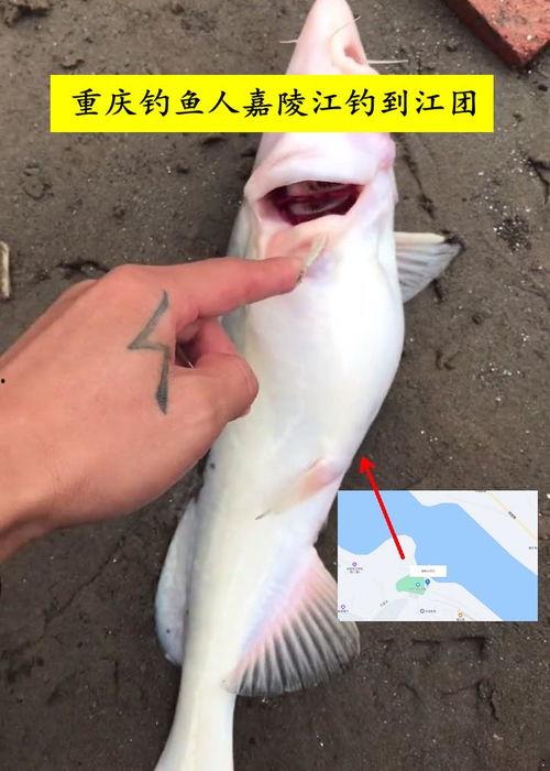 钓鱼人卷毛 爆料视频下载,揭秘钓鱼技巧与幕后故事