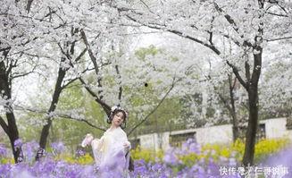 在线观看樱花劫,一场穿越时空的生死恋