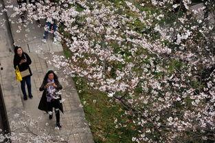 在线观看樱花劫,一场穿越时空的生死恋