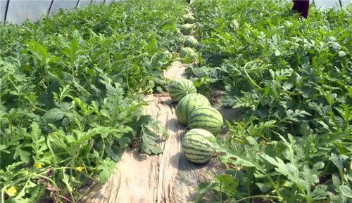 安国吃瓜最新事件爆料,揭秘背后惊人真相